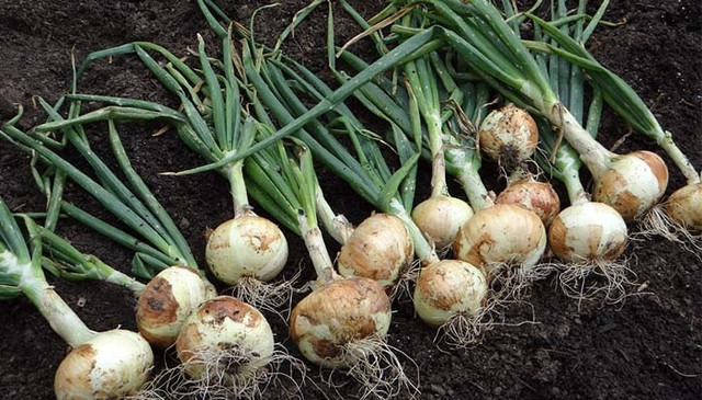 коли вибирати цибулю, коли вибирають цибулю, коли викопувати цибулю, коли викопують цибулю, коли вибирається цибуля, коли можна вибирати цибулю, цибуля збір урожаю, коли збір цибулі, коли можна викопувати цибулю