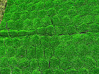 Декоративний газон-килимок Мох 100х100 см, фото 4