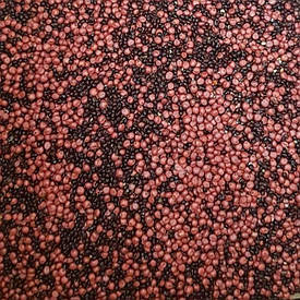 Насіння сидератна суміш Просо та Сорго, 10 кг