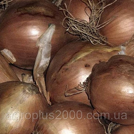 Лук-сівок озимовий Шекспір 10 кг TOP Onion