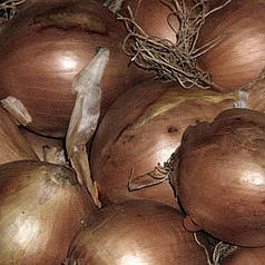 Цибуля сіянка озима Шекспір 0,5 кг TOP Onion