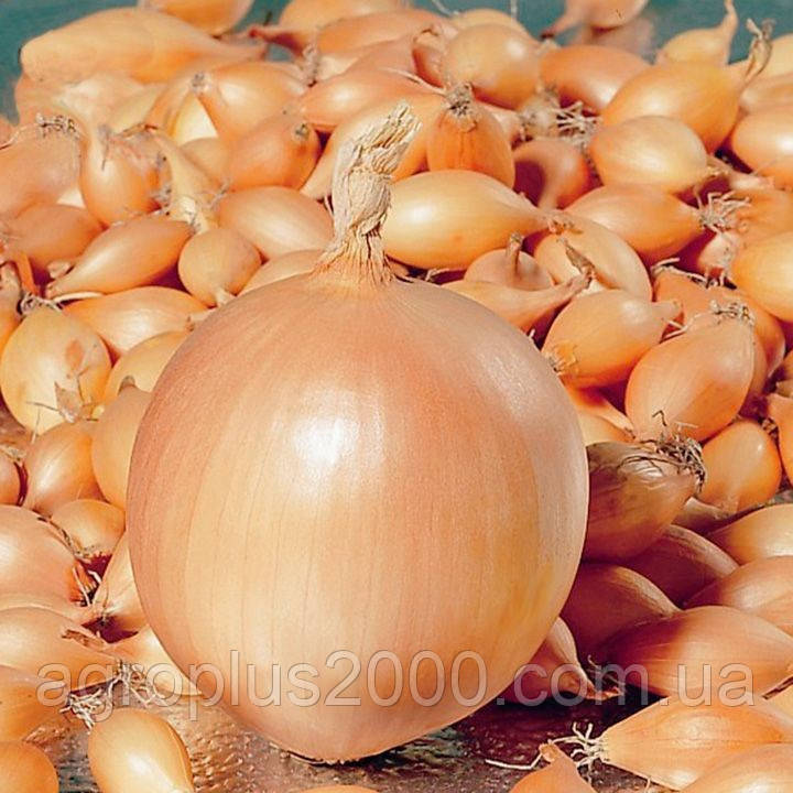 Цибуля-сівок озима Корадо 10 кг TOP Onion