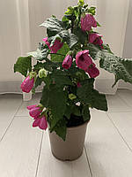 Абутилон Abutilon Eric Lilac, очень красивая, необычная расцветка