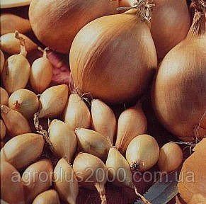 Лук-сівок Купідо 10 кг TOP Onion