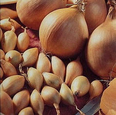 Цибуля сіянка озима Купідо 0,5 кг TOP Onion