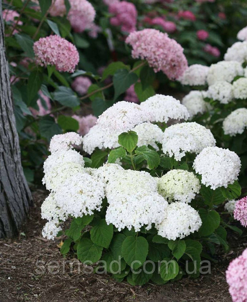 Гортензія деревовидна Кендібель МініБель \ Hydrangea arborescens CB® MiniBell ( саджанці р9 ) Новинка 2023