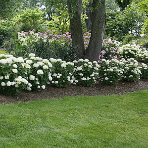 Гортензія деревовидна Кендібель МініБель \ Hydrangea arborescens CB® MiniBell ( саджанці р9 ) Новинка 2023, фото 2