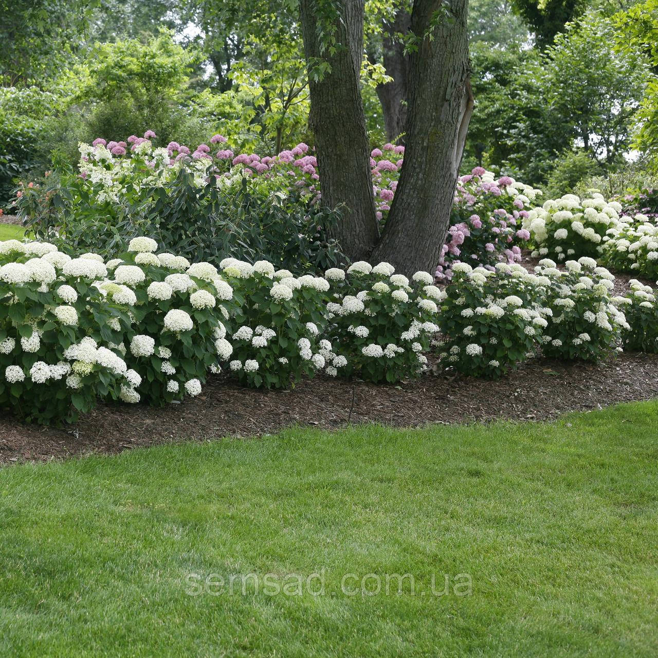 Гортензия древовидная Кендибель МиниБель \ Hydrangea arborescens CB®MiniBell ( саженцы р9 ) Новинка 2023 - фото 3 - id-p988534585