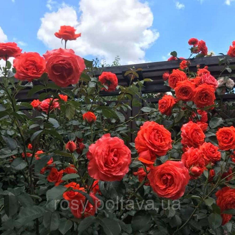 Майнтауер (Maintower), фото 1