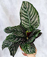 Калатея Sanderiana Ornata