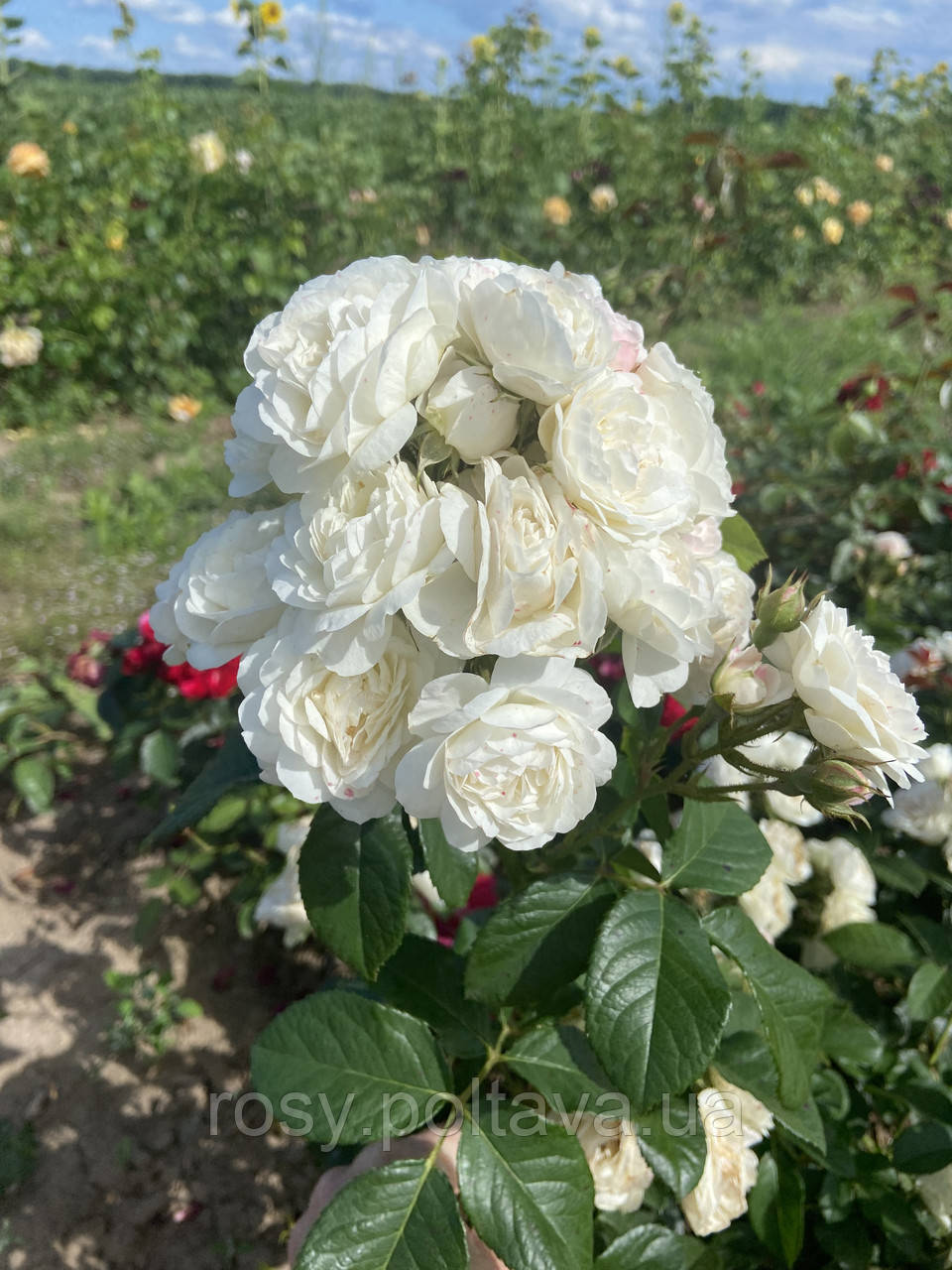 Букет Парфе (Bouquet Parfait), фото 1