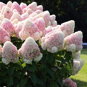 Гортензія волотиста