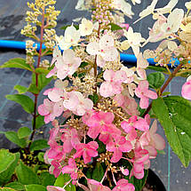 Гортензія Петіт Лантерн / С3 / Hydrangea Petite Lantern, фото 2