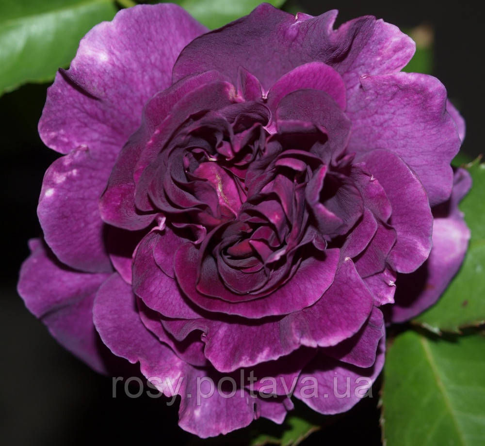 Мінерва Minerva, фото 1