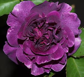 Мінерва Minerva