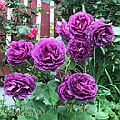 Мінерва Minerva, фото 2