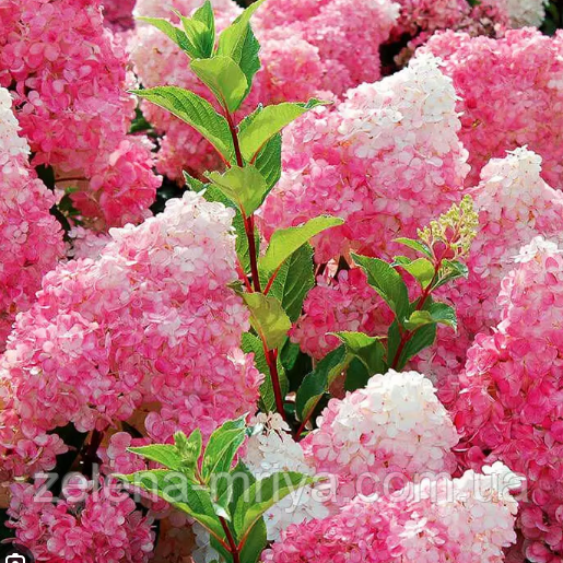 Гортензія волотиста Ванілла Фрейз  (Vanille Fraise) С2