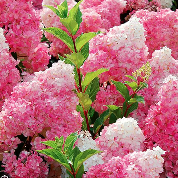 Гортензія волотиста Ванілла Фрейз (Vanille Fraise) С5