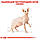 Royal Canin Sphynx 2кг - корм для кішок породи сфінкс, фото 4