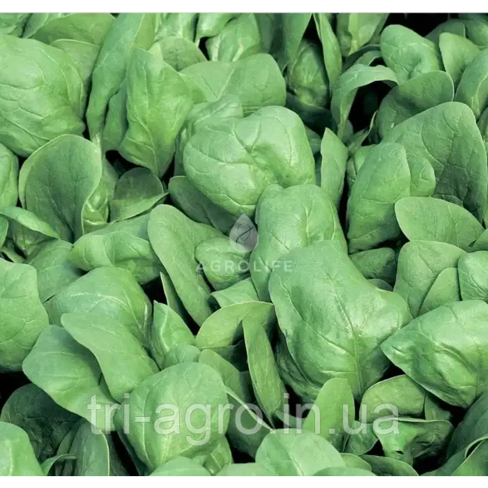 Шпинат Боа 750 шт. (Проф.Нас)