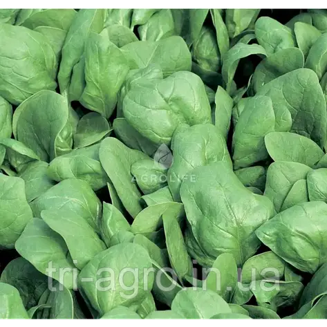 Шпинат Боа 750 шт. (Проф.Нас), фото 1
