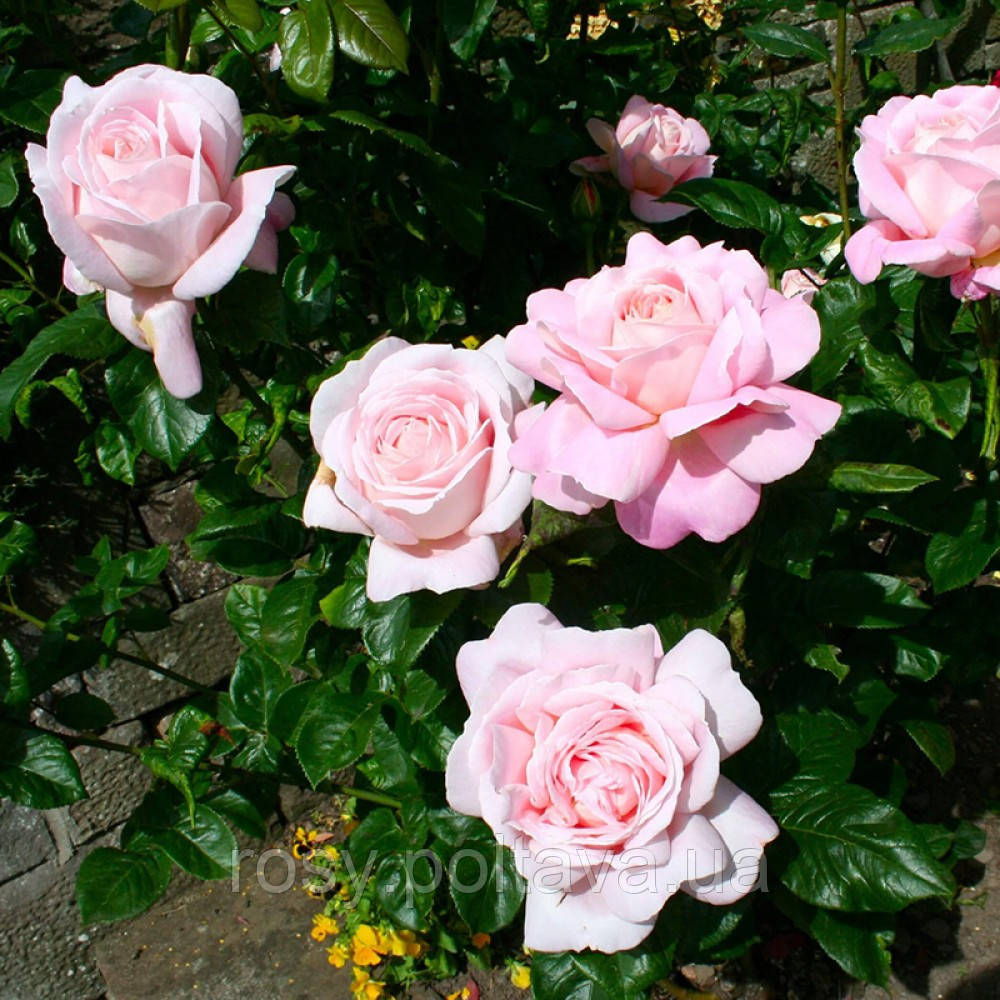 Міріам (Amazing Grace,Myriam), фото 1