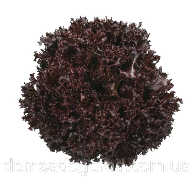 Салат СКАМАНДЕР |  SCAMANDER Rijk Zwaan 1000 насіння