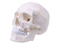 Модель людського черепа в натуральну величину Білий з жовтим Хіт продажу!