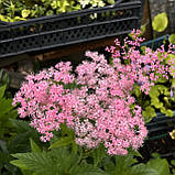 Лабазник таволга рожева саджанці в контейнерах Filipendula palmata, фото 4