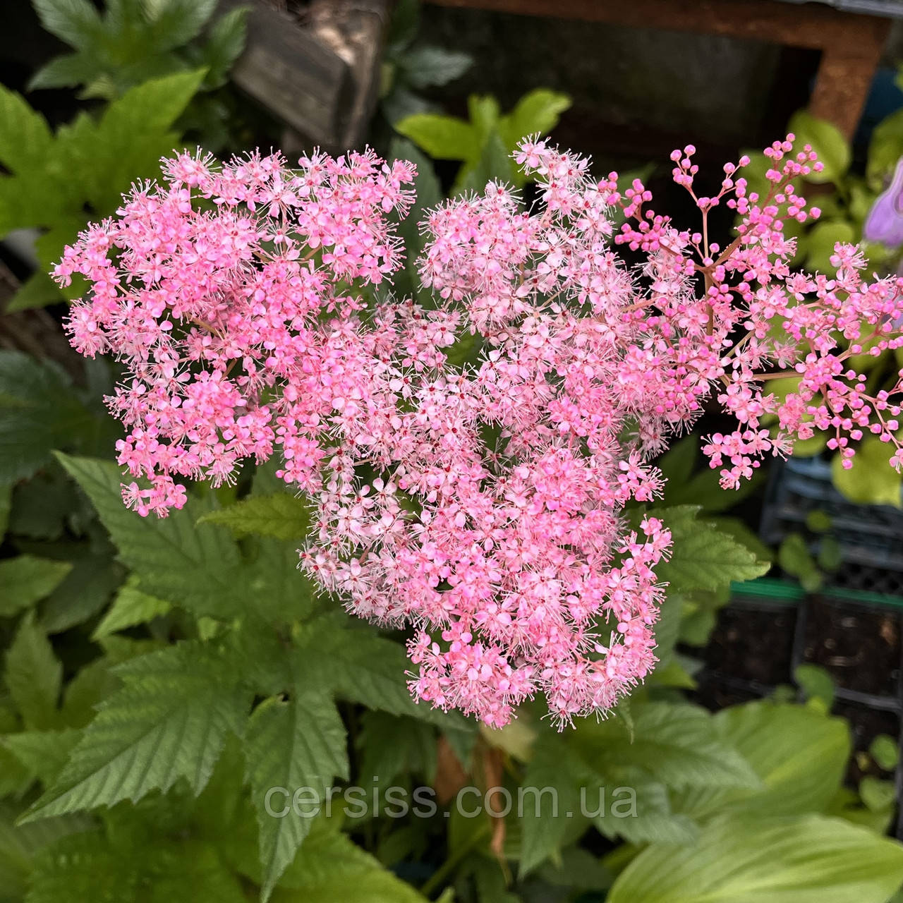 Лабазник таволга рожева саджанці в контейнерах Filipendula palmata
