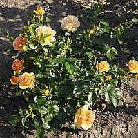 Троянда Ханзештадт Росток. (вс). Флорібунда