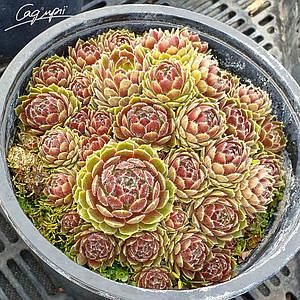 Молодило 'Hey Hey'. Контейнер 0,5 л