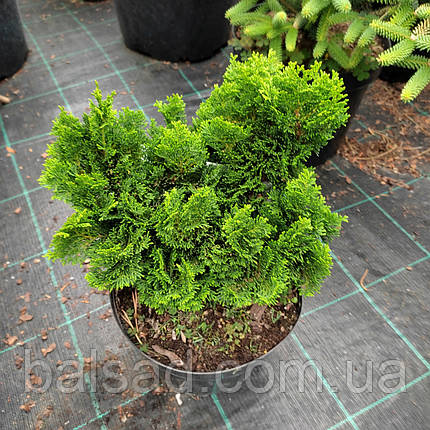 Кіпарисовик Нана Грациліс / h 20-30 / Chamaecyparis Nana Gracilis, фото 3