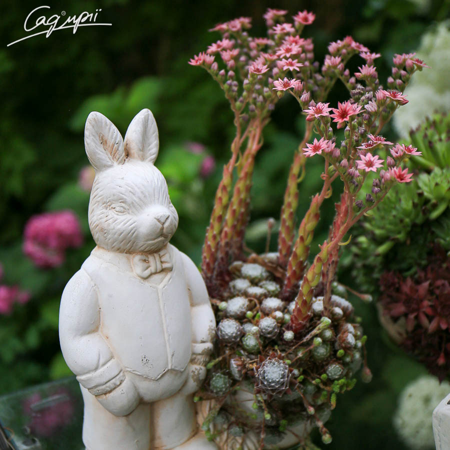 Молодило павутинисте. Контейнер 0,5 л, фото 1