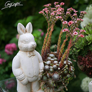 Молодило павутинисте. Контейнер 0,5 л