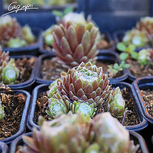 Молодило війчасте Бориса. Контейнер 0,5 л