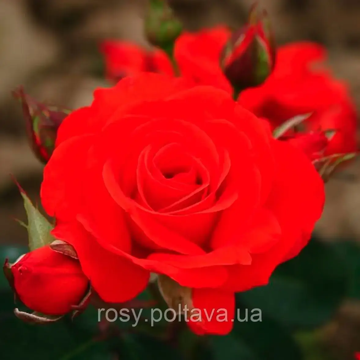 Корвет (Corvette), фото 1