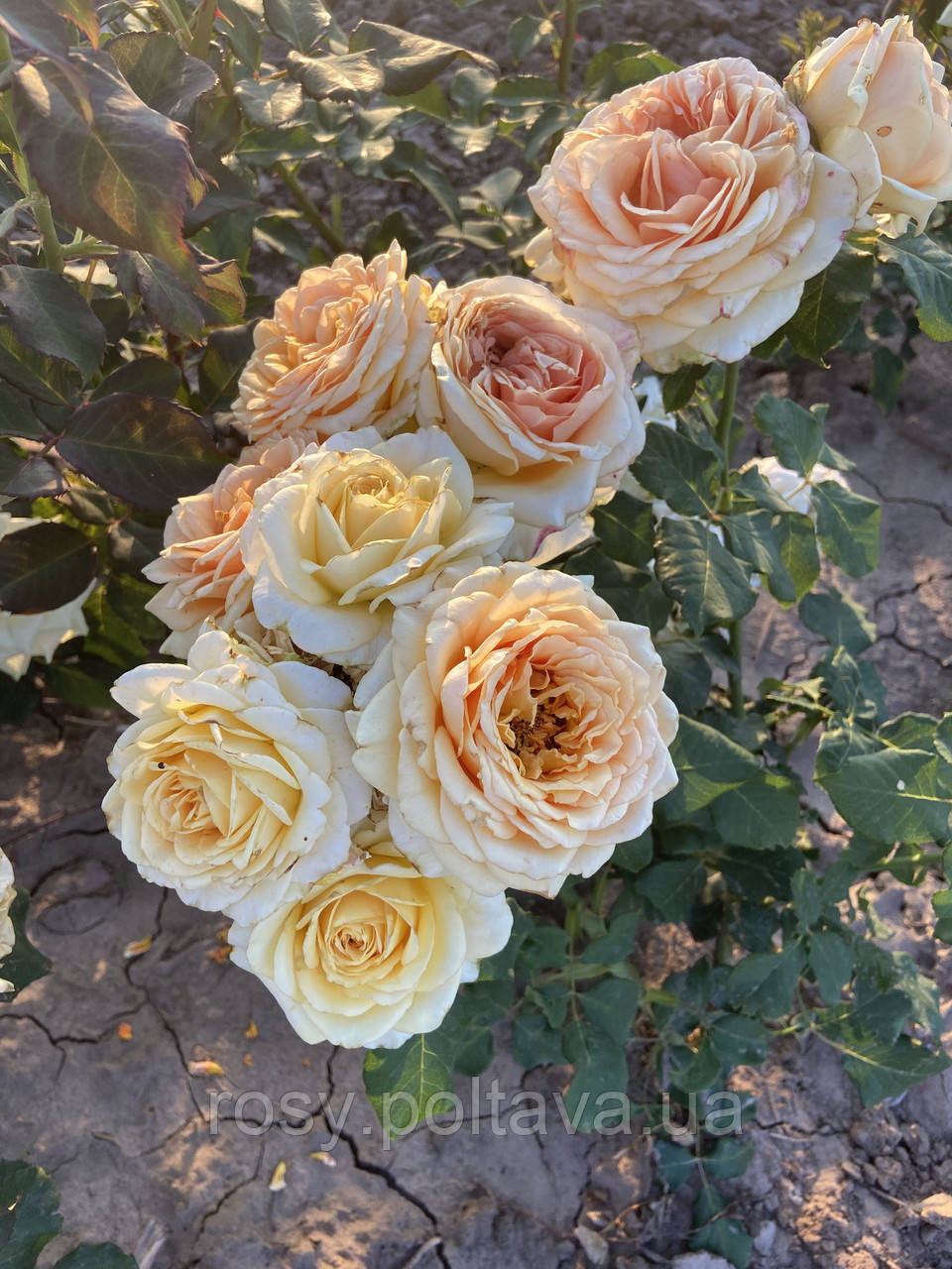 Кінг Прайд (Kings Pride), фото 1