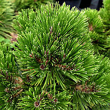 Сосна білокора Грейс / С10 / h 50-60 / Pinus heldreichii Greece, фото 5