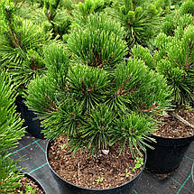 Сосна білокора Грейс / С10 / h 50-60 / Pinus heldreichii Greece, фото 4
