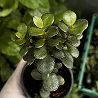 Крассула Минор, Crassula minor