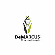 Брендове насіння соняшнику та кукурудзи від ТМ "ДеМАРКУС / DeMARCUS". Гібрид БРІАНА ІМІ / BRIANA CL