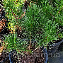 Сосна гачкувата / С3 / h 30-40 / Pinus uncinata, фото 5