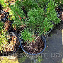 Сосна гачкувата / С3 / h 30-40 / Pinus uncinata, фото 4