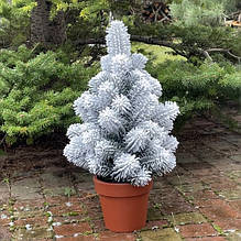 Ялинки Premium у горщику