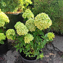 Гортензія волотиста Літл Лайм / С7,5 / Hydrangea Little Lime, фото 3