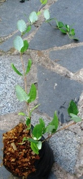 Жимолость Гекрота. У контейнерах Д12., фото 1