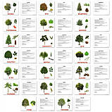 Картки великі українці з фактами "Дерева" 20 карт., методика Глена Домана, у пак. 16,5*19,5см, ТМ Вундеркінд з, фото 2