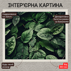 Інтер'єрна картина-постер на стіну Роса на зелёных листьях 30*20 Орігамі OAP 5117 Маленька
