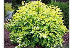 Бульбашник головчастий Tilden Park (контейнер 0.5 л) саджанці